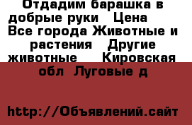 Отдадим барашка в добрые руки › Цена ­ 1 - Все города Животные и растения » Другие животные   . Кировская обл.,Луговые д.